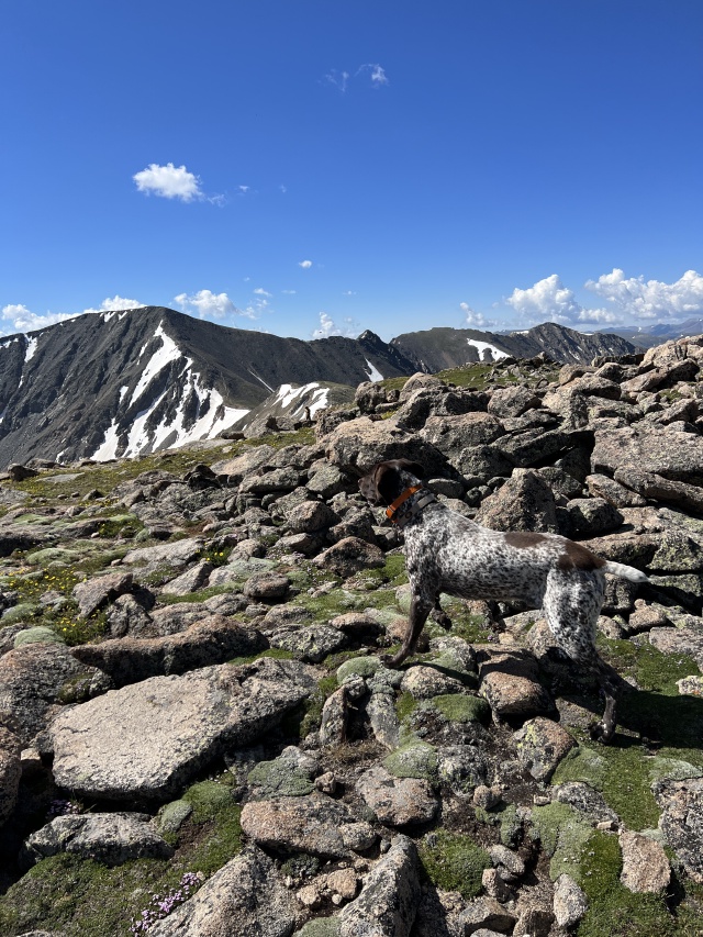 2023-07-15-Hiking-Cupid-Grizzly-35-Blaze.JPG