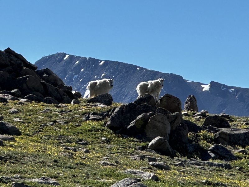 2023-07-15-Hiking-Cupid-Grizzly-23-mountain-goats.jpg