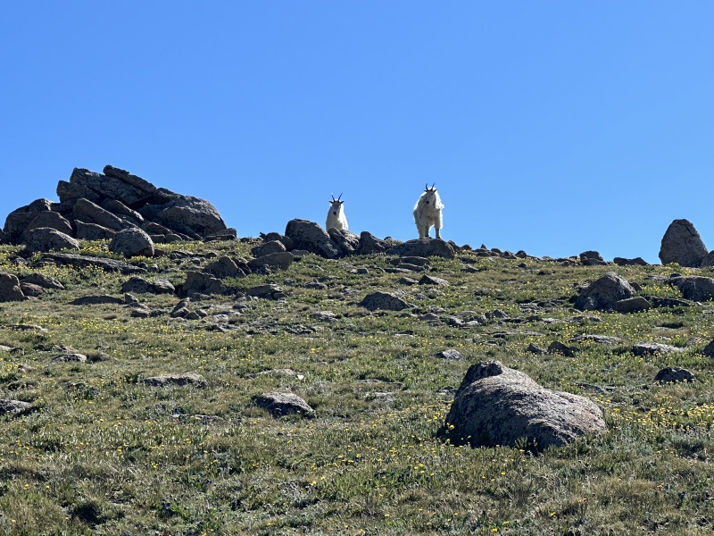 2023-07-15-Hiking-Cupid-Grizzly-25-mountain-goats.JPG