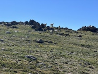 2023-07-15-Hiking-Cupid-Grizzly-21-mountain-goats.JPG