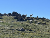 2023-07-15-Hiking-Cupid-Grizzly-22-mountain-goats.JPG