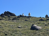 2023-07-15-Hiking-Cupid-Grizzly-25-mountain-goats.JPG
