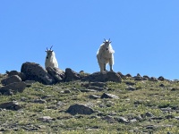 2023-07-15-Hiking-Cupid-Grizzly-26-mountain-goats.JPG