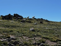 2023-07-15-Hiking-Cupid-Grizzly-27-mountain-goats.jpg