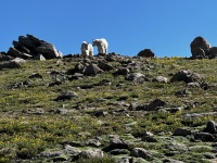 2023-07-15-Hiking-Cupid-Grizzly-29-mountain-goats.jpg
