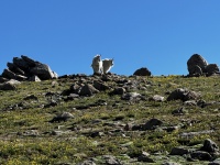 2023-07-15-Hiking-Cupid-Grizzly-30-mountain-goats.jpg