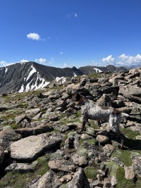 2023-07-15-Hiking-Cupid-Grizzly-35-Blaze.JPG