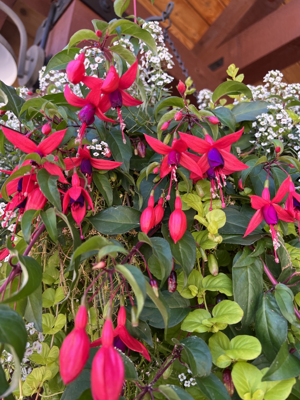 2023-08-20-Colorado-18-flowers.JPG