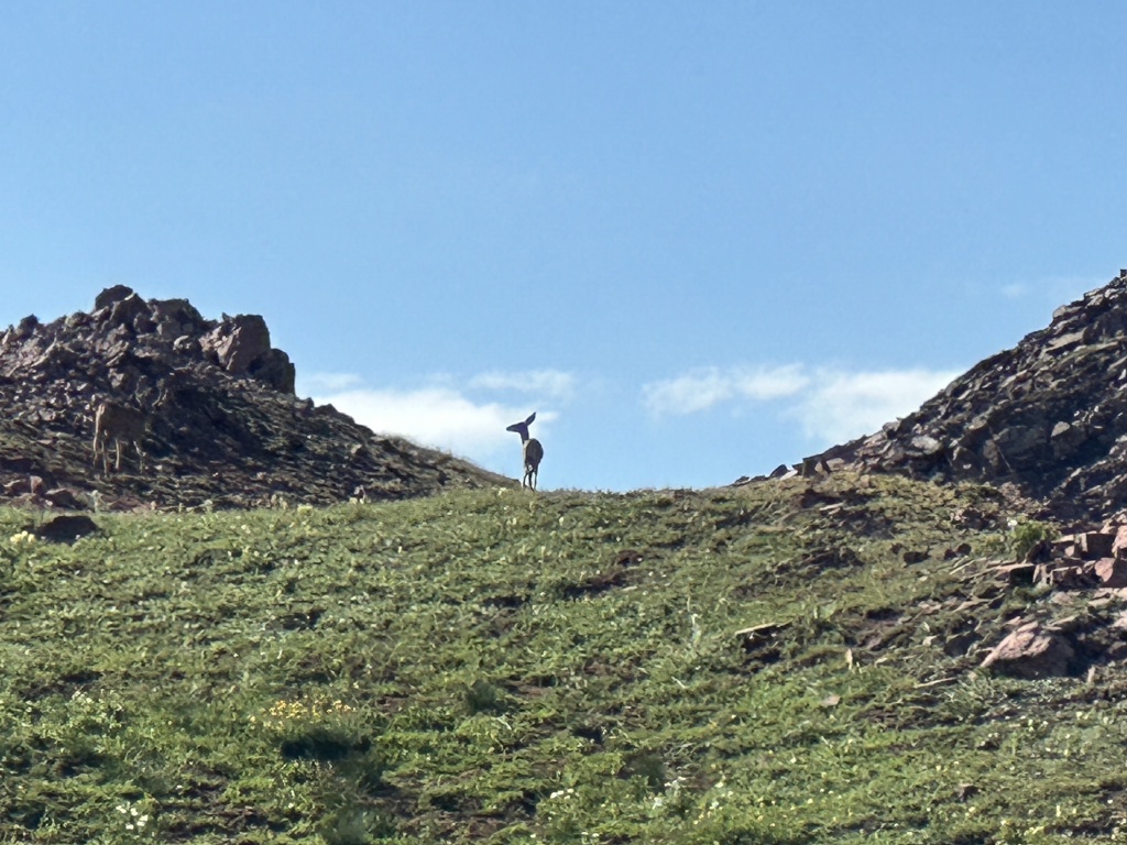 2023/08(August)/Maroon-Bells-4-Pass-Loop/1024x768_2023-08-04-Maroon-Bells-Four-Pass-Loop-072-Frigid-Air-Pass-Deer.JPG