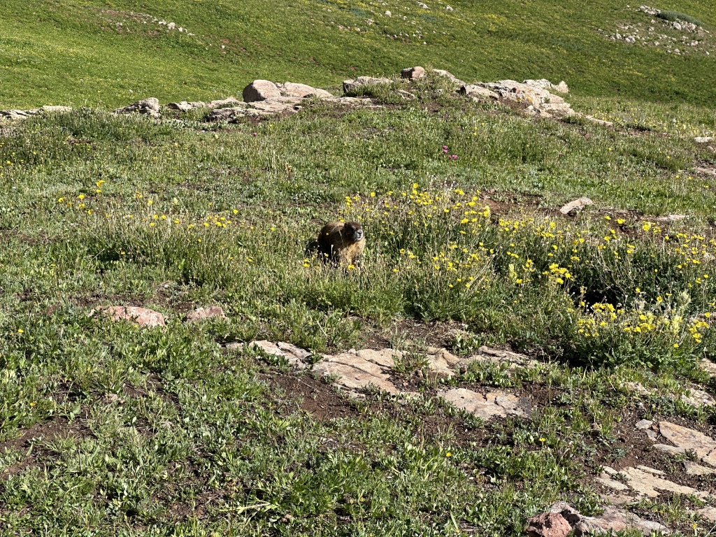 2023/08(August)/Maroon-Bells-4-Pass-Loop/1024x768_2023-08-04-Maroon-Bells-Four-Pass-Loop-075-Marmot.JPG