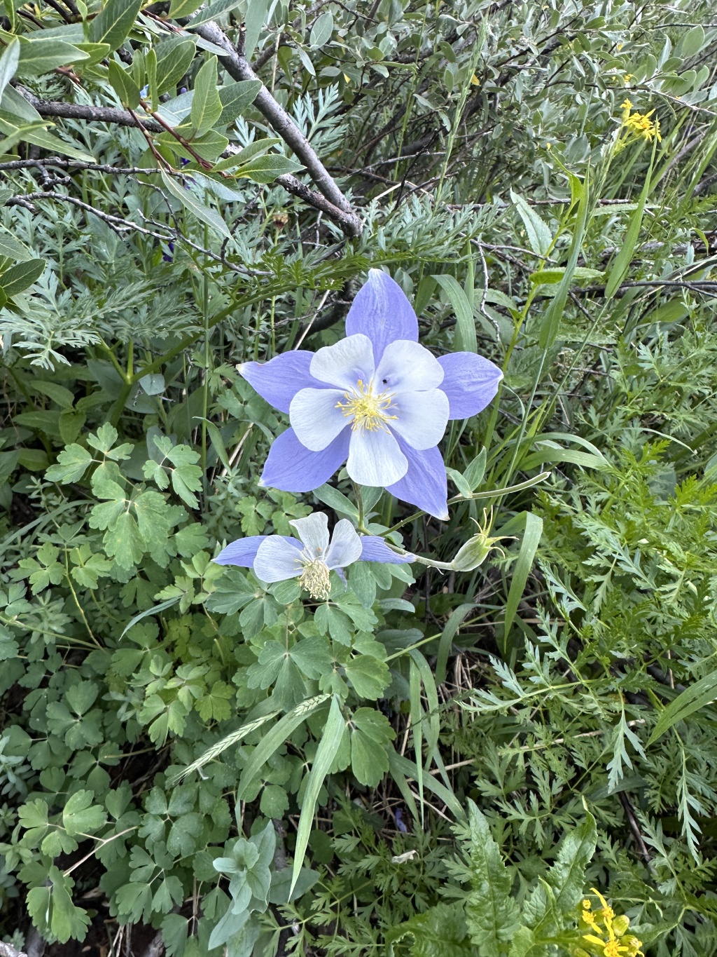 2023/08(August)/Maroon-Bells-4-Pass-Loop/1024x768_2023-08-06-Maroon-Bells-Four-Pass-Loop-190.JPG
