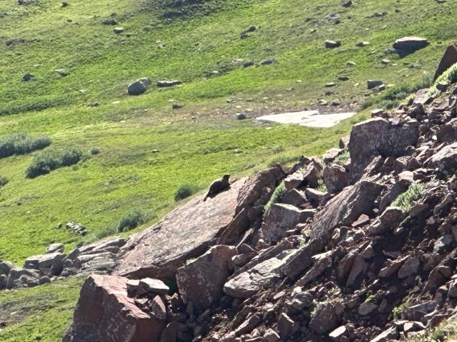 2023/08(August)/Maroon-Bells-4-Pass-Loop/640x480_2023-08-04-Maroon-Bells-Four-Pass-Loop-074-Marmot.JPG