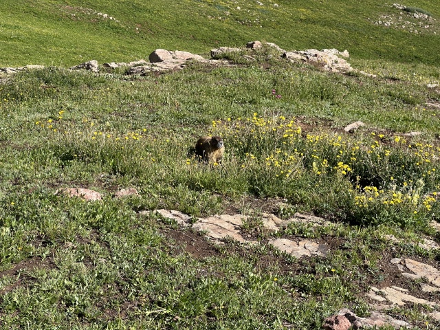 2023/08(August)/Maroon-Bells-4-Pass-Loop/640x480_2023-08-04-Maroon-Bells-Four-Pass-Loop-075-Marmot.JPG