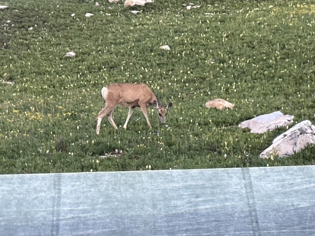 2023/08(August)/Maroon-Bells-4-Pass-Loop/640x480_2023-08-05-Maroon-Bells-Four-Pass-Loop-107-deer.JPG