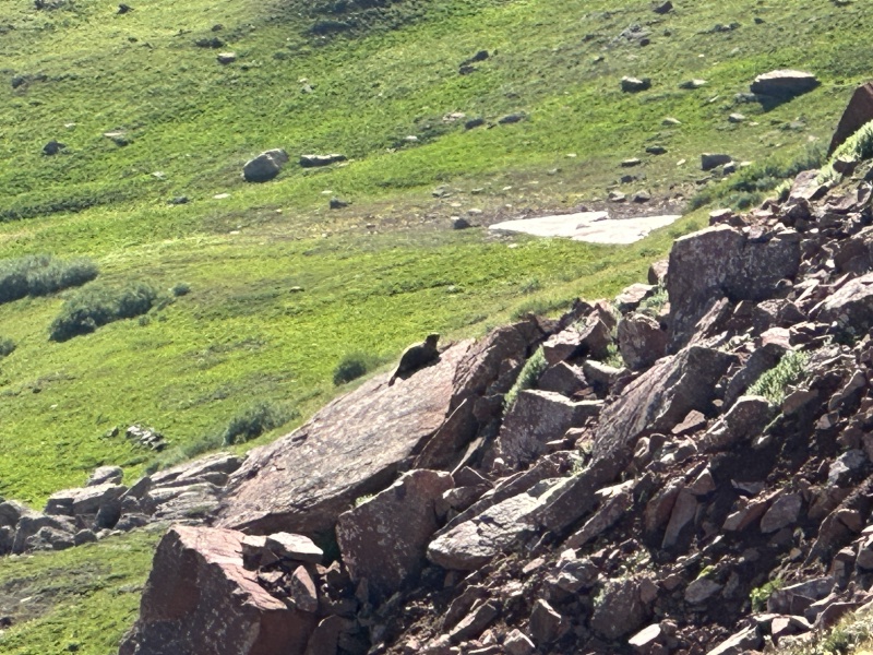2023/08(August)/Maroon-Bells-4-Pass-Loop/800x600_2023-08-04-Maroon-Bells-Four-Pass-Loop-074-Marmot.JPG