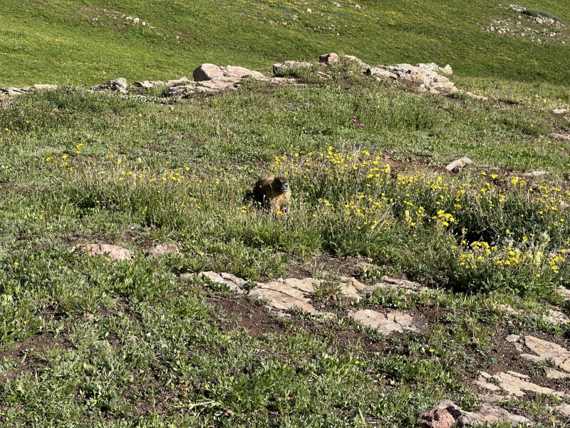 2023-08-04-Maroon-Bells-Four-Pass-Loop-075-Marmot.JPG