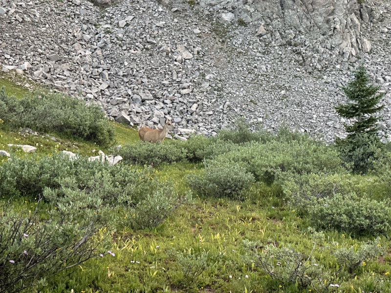 2023/08(August)/Maroon-Bells-4-Pass-Loop/800x600_2023-08-05-Maroon-Bells-Four-Pass-Loop-106-deer.JPG