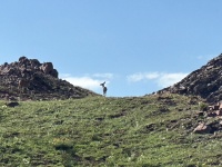 2023-08-04-Maroon-Bells-Four-Pass-Loop-072-Frigid-Air-Pass-Deer.JPG