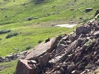 2023-08-04-Maroon-Bells-Four-Pass-Loop-074-Marmot.JPG