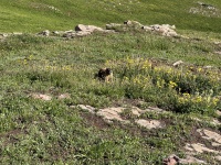 2023-08-04-Maroon-Bells-Four-Pass-Loop-075-Marmot.JPG