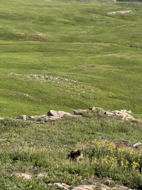 2023-08-04-Maroon-Bells-Four-Pass-Loop-076-Marmot.JPG