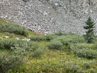 2023-08-05-Maroon-Bells-Four-Pass-Loop-106-deer.JPG
