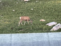 2023-08-05-Maroon-Bells-Four-Pass-Loop-107-deer.JPG