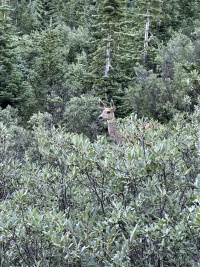 2023-08-06-Maroon-Bells-Four-Pass-Loop-184.JPG