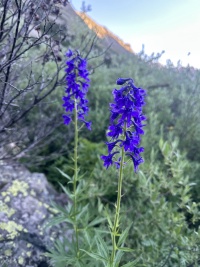 2023-08-06-Maroon-Bells-Four-Pass-Loop-188.JPG