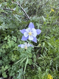 2023-08-06-Maroon-Bells-Four-Pass-Loop-190.JPG