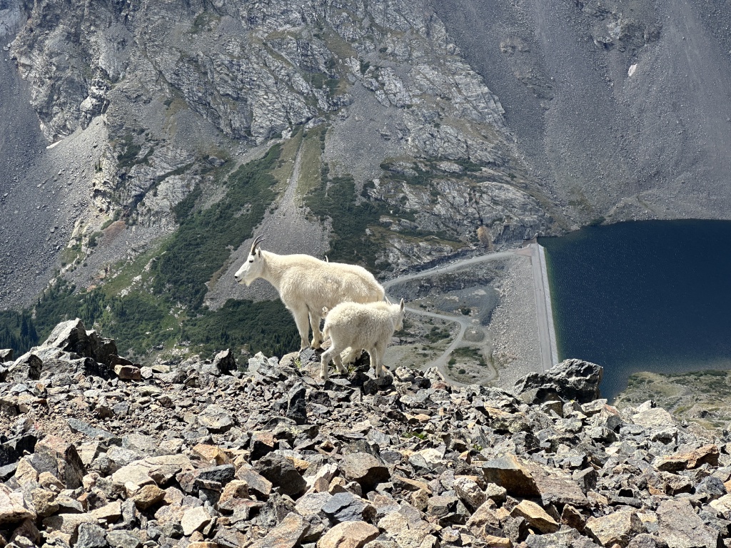 2023/08(August)/Quandary-14er/1024x768_2023-08-19-Quandary-Peak-28-goat.JPG
