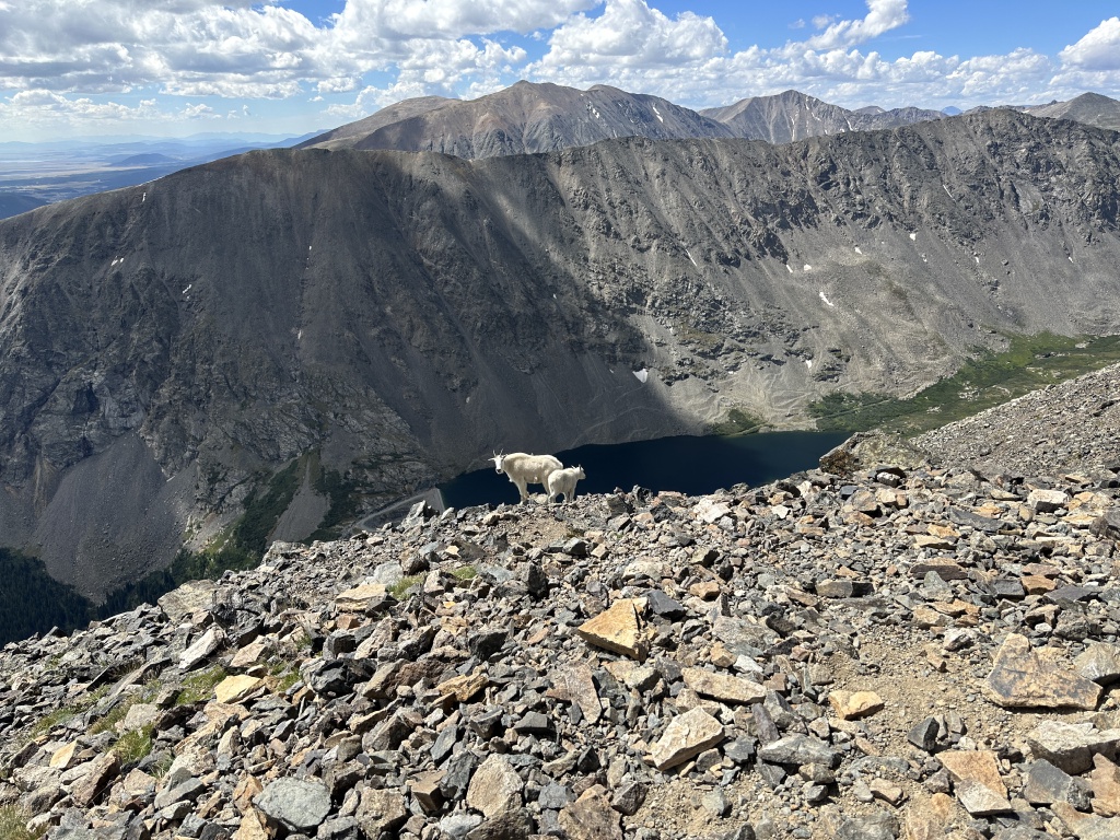 2023/08(August)/Quandary-14er/1024x768_2023-08-19-Quandary-Peak-30-goat.JPG
