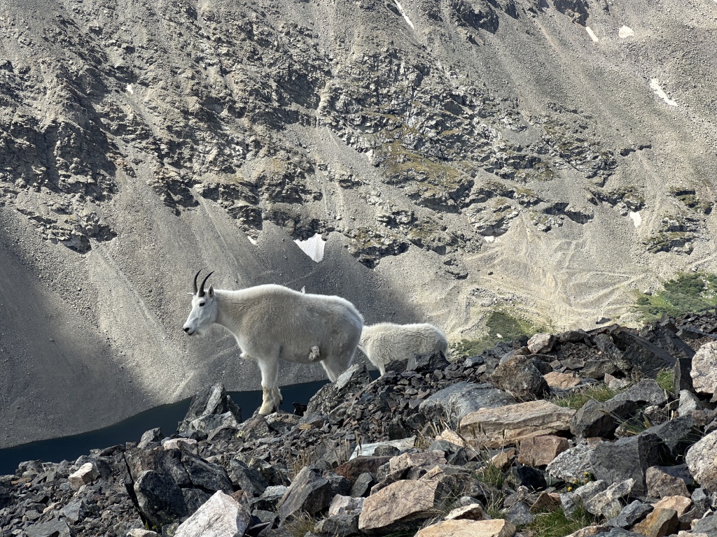 2023/08(August)/Quandary-14er/1024x768_2023-08-19-Quandary-Peak-31-goat.JPG