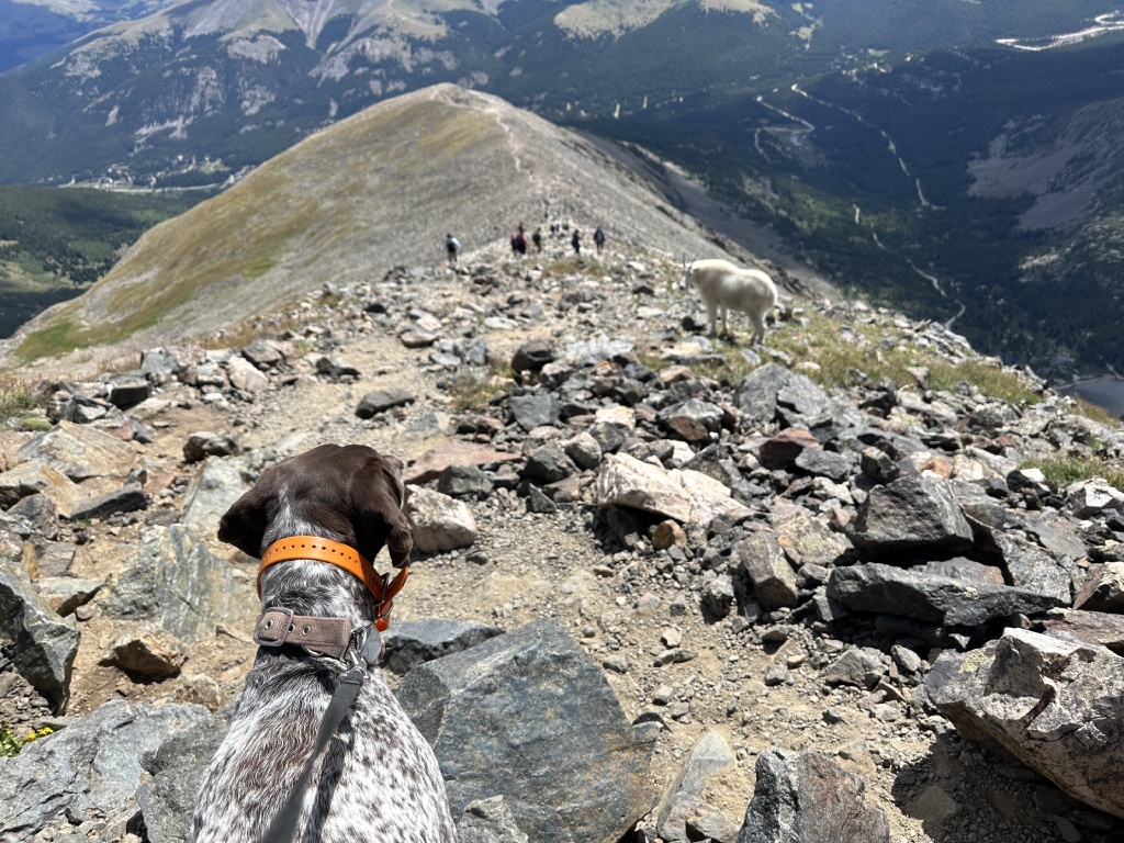 2023/08(August)/Quandary-14er/1024x768_2023-08-19-Quandary-Peak-32-goat-Blaze.JPG