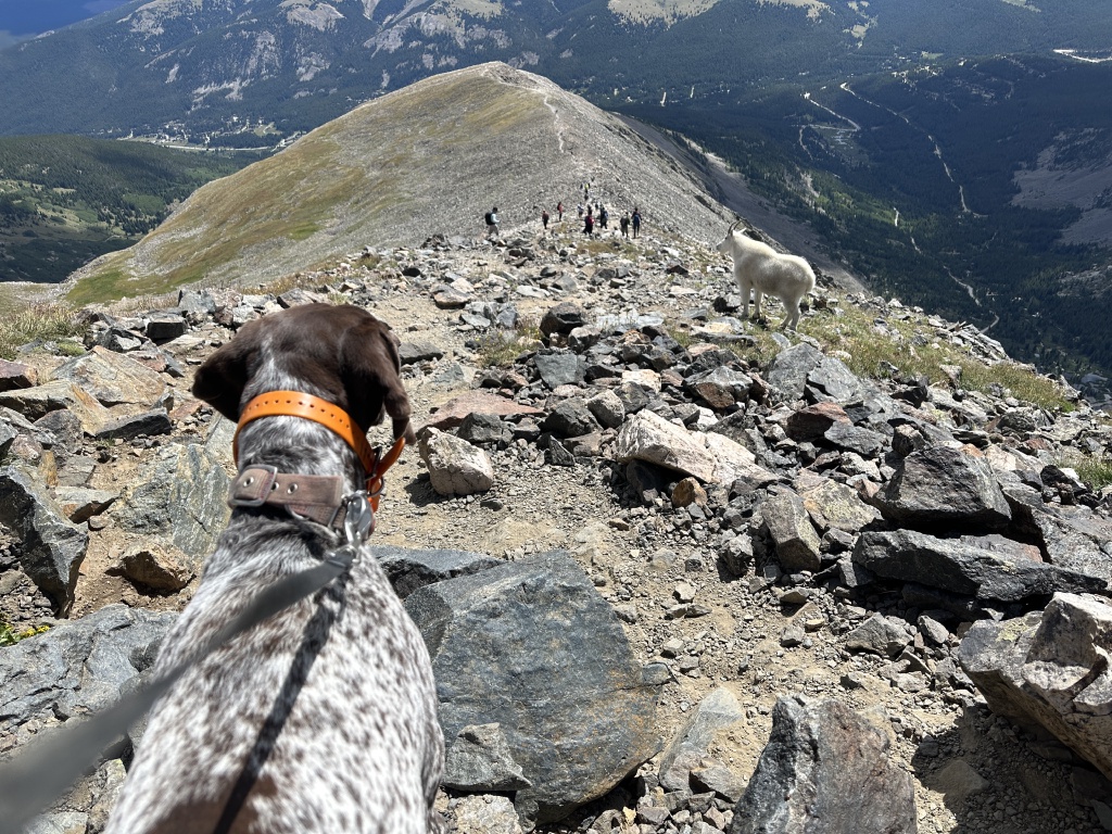 2023-08-19-Quandary-Peak-33-goat-Blaze.JPG