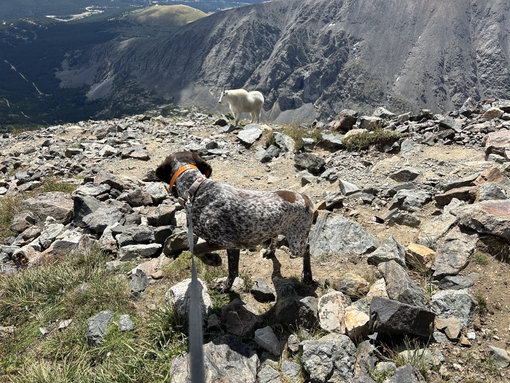 2023-08-19-Quandary-Peak-34-goat-Blaze.JPG