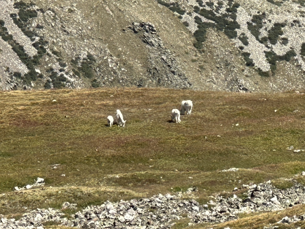 2023/08(August)/Quandary-14er/1024x768_2023-08-19-Quandary-Peak-40-goats.JPG