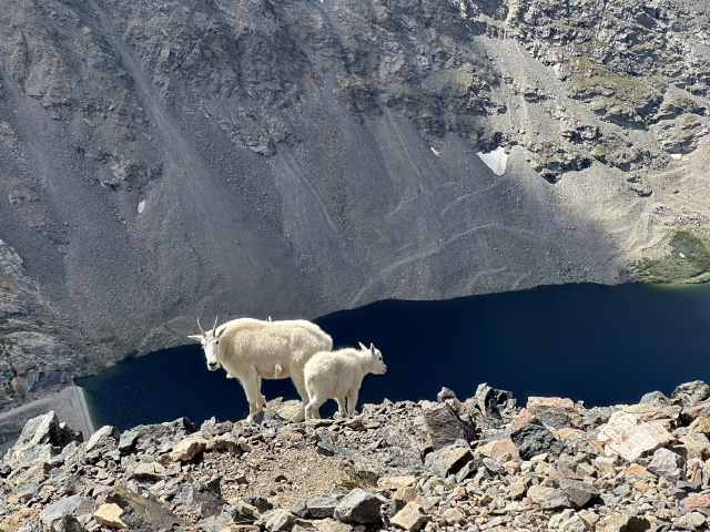 2023-08-19-Quandary-Peak-29-goat.JPG