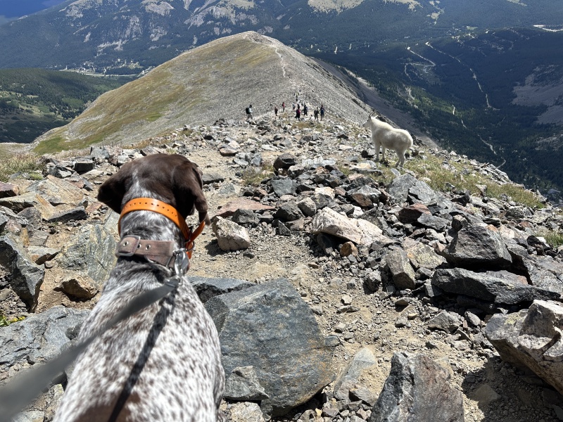2023-08-19-Quandary-Peak-33-goat-Blaze.JPG