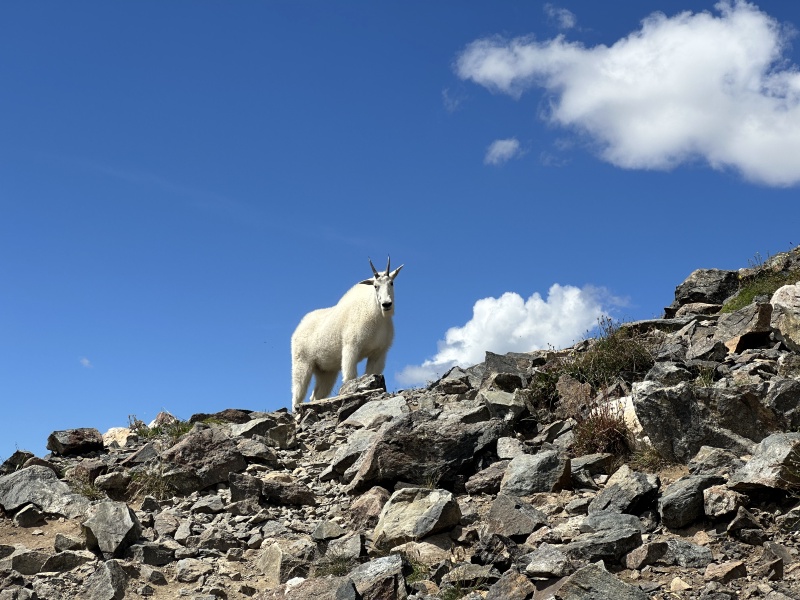 2023/08(August)/Quandary-14er/800x600_2023-08-19-Quandary-Peak-35-goat.JPG