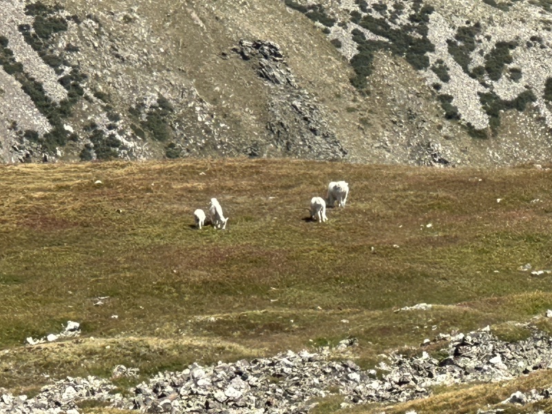 2023/08(August)/Quandary-14er/800x600_2023-08-19-Quandary-Peak-40-goats.JPG