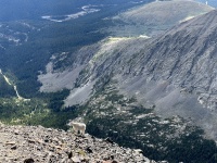 2023-08-19-Quandary-Peak-26-goat.JPG
