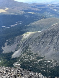 2023-08-19-Quandary-Peak-27-goat.JPG