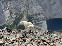 2023-08-19-Quandary-Peak-28-goat.JPG