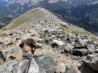 2023-08-19-Quandary-Peak-32-goat-Blaze.JPG