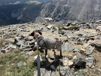 2023-08-19-Quandary-Peak-34-goat-Blaze.JPG