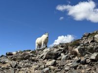 2023-08-19-Quandary-Peak-35-goat.JPG