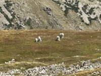 2023-08-19-Quandary-Peak-40-goats.JPG