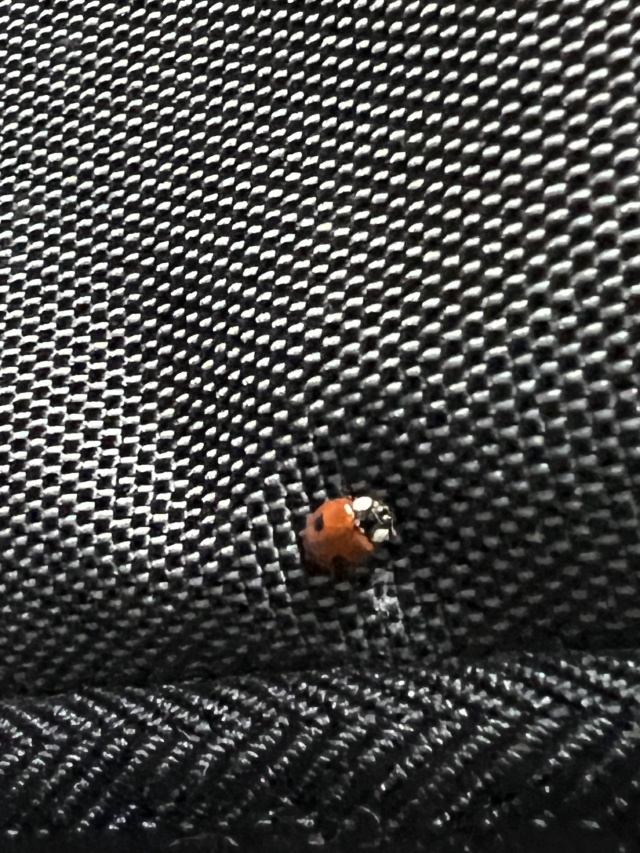 2023/09(September)/Colorado/640x480_2023-09-06-Colorado-04-Ladybug.JPG