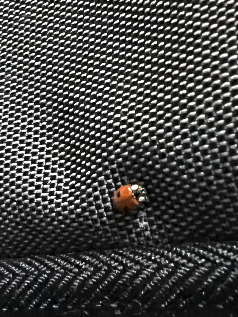 2023/09(September)/Colorado/800x600_2023-09-06-Colorado-04-Ladybug.JPG
